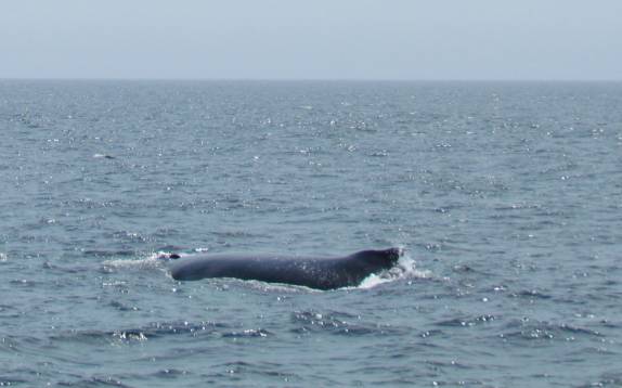 Avistamento de baleias no Acadia National Park, no Maine, nos Estados Unidos